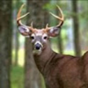 Meet your Posher, Joshua